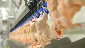 Mayıs'ta Tavuk Eti Üretimi Yüzde 11,7 Arttı