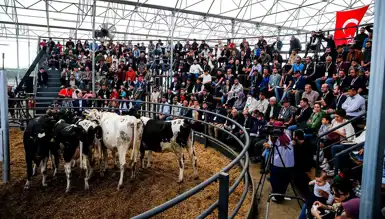 Büyükbaş Hayvan Yetiştiricilerine Destek Paketi
