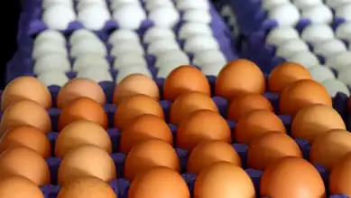 Sofralık Yumurta İhracatında Yeni Muafiyet