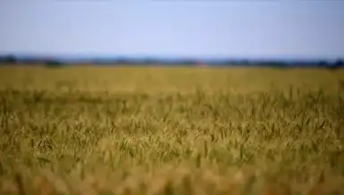 Tarım Girdi Maliyetlerinde Kritik Yükseliş!