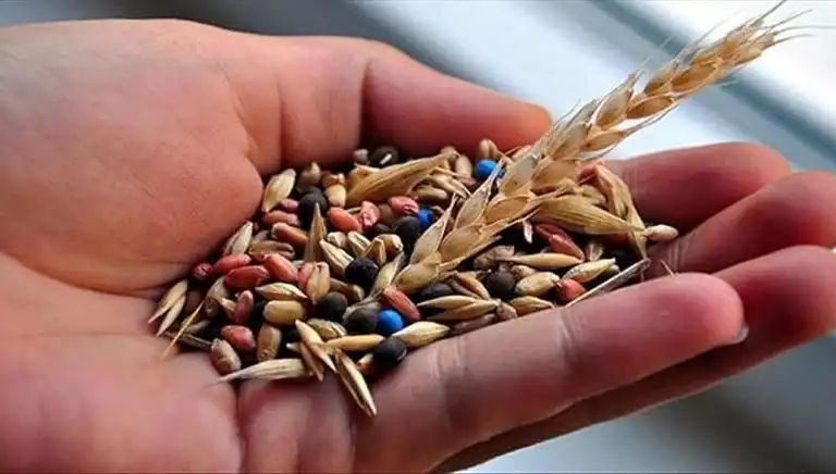 14 Tohum Firmasına Rekabet Soruşturması Başladı