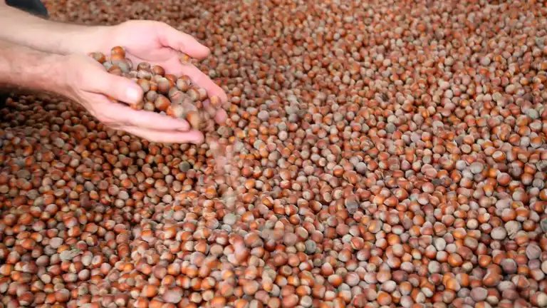 Fındık İhracatı 1,5 Milyar Doları Geçti!